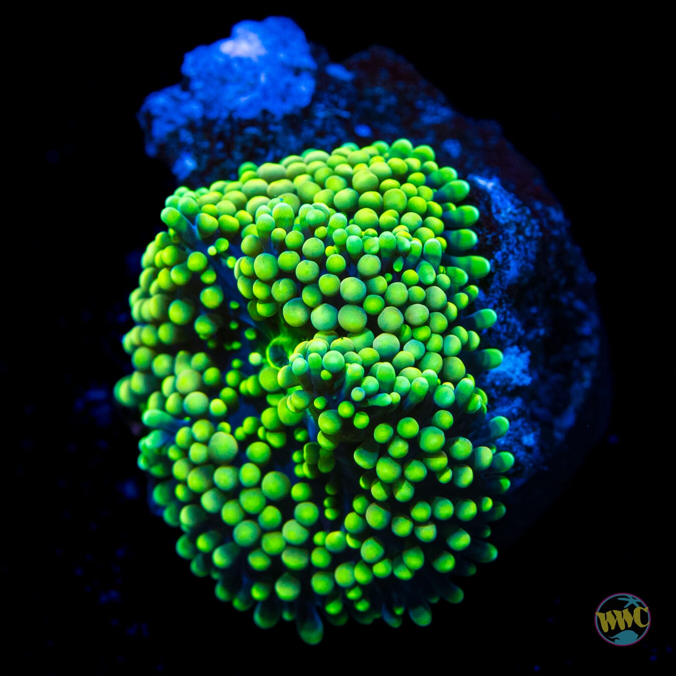 Nuclear Neon Ricordea Mushroom