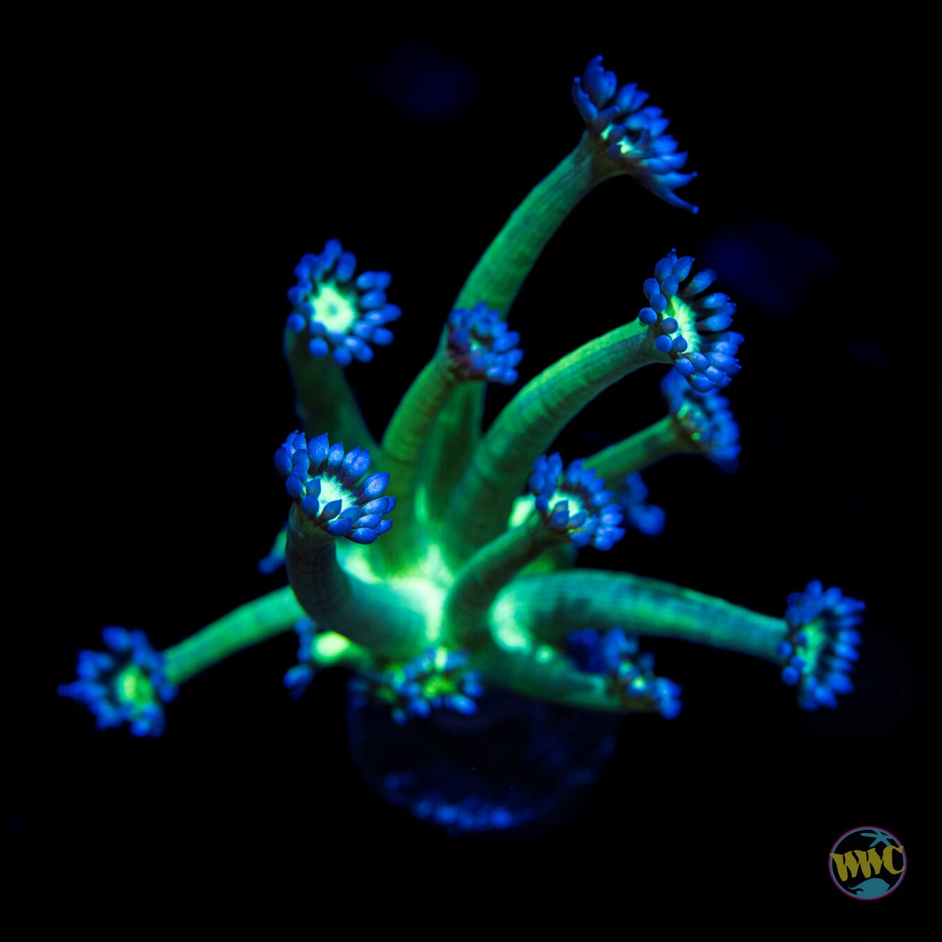 Blueberry Bling Goniopora