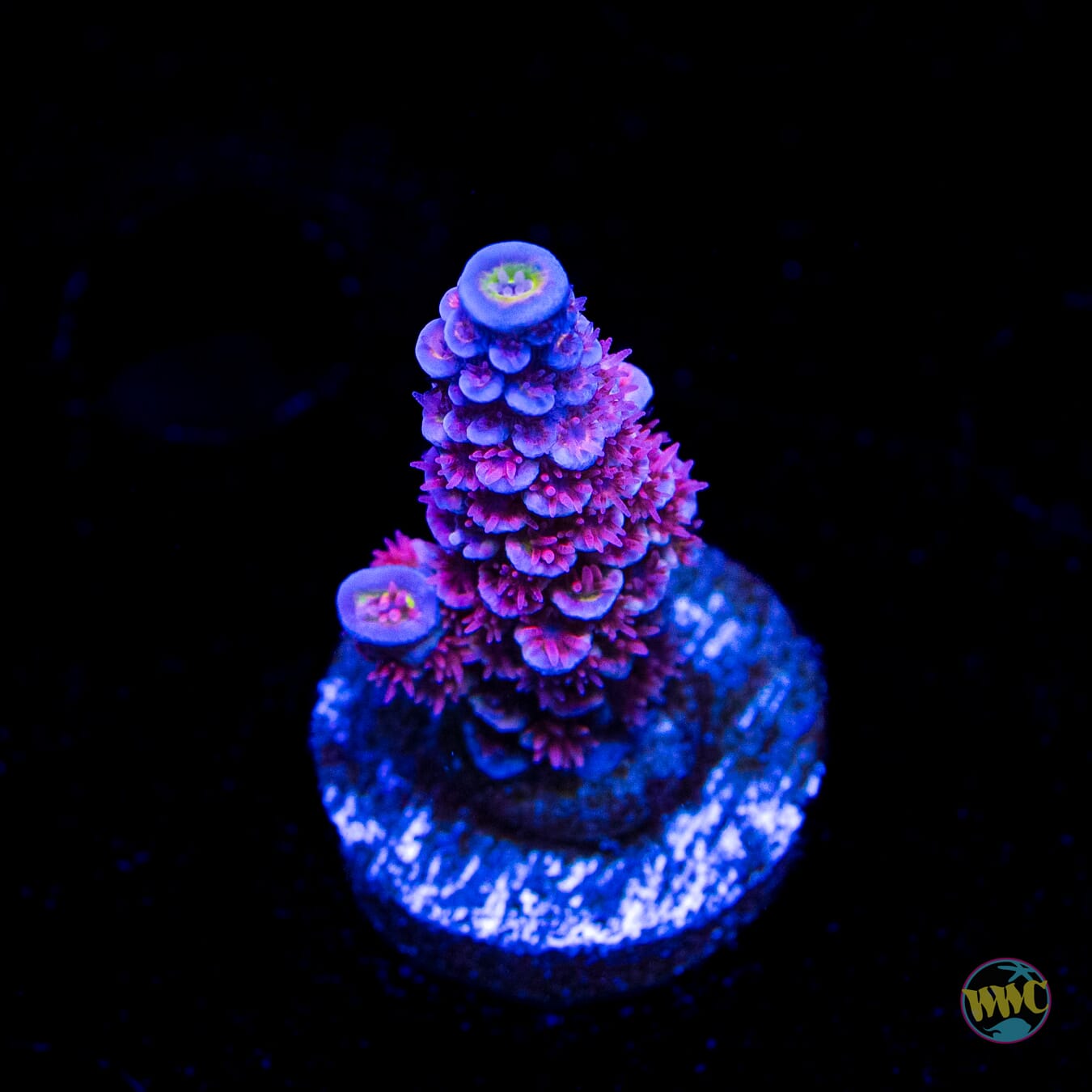 WWC Paradise Tenuis Acropora