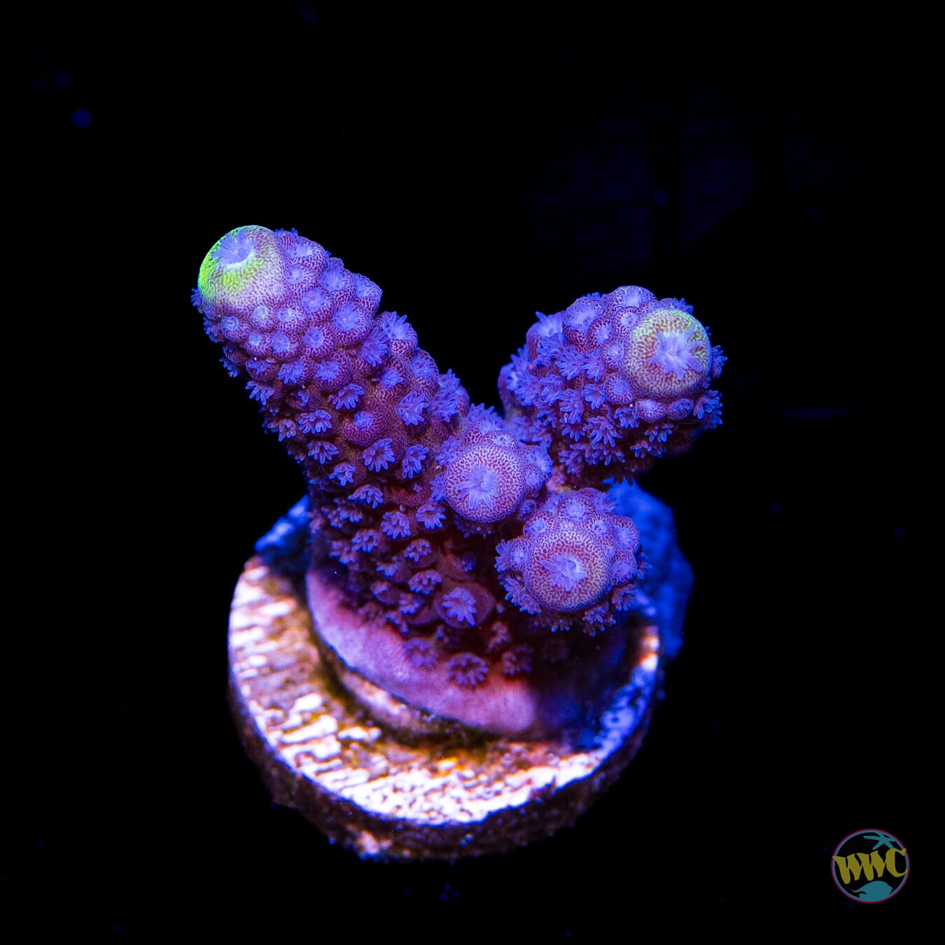 WWC Nuclear Grapes Acropora