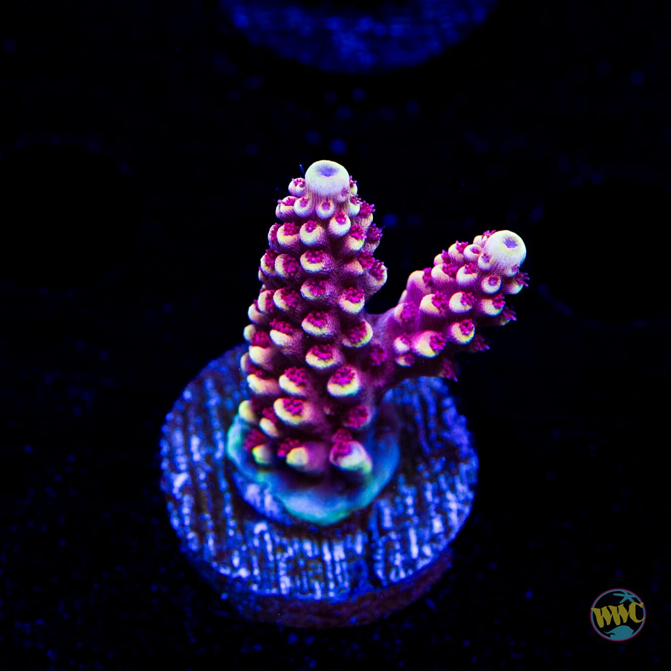WWC Terra Red Acropora