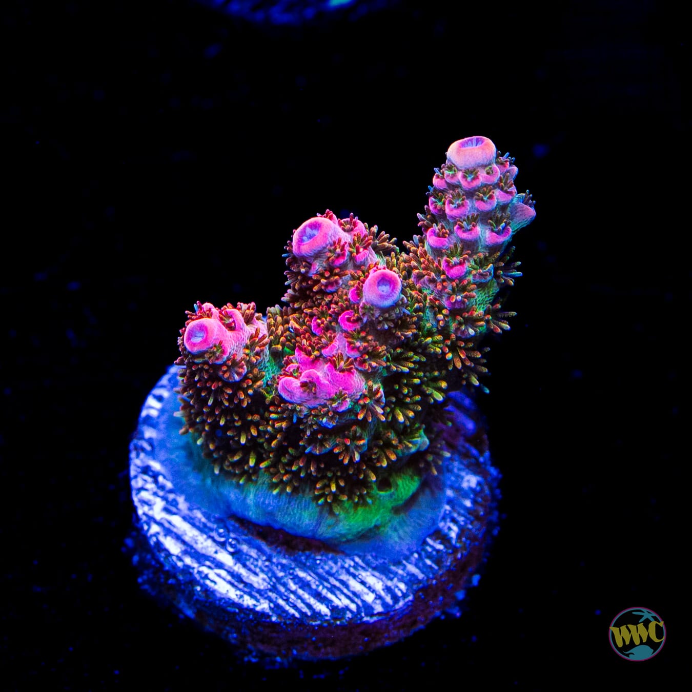 WWC Hyper Pink Acropora