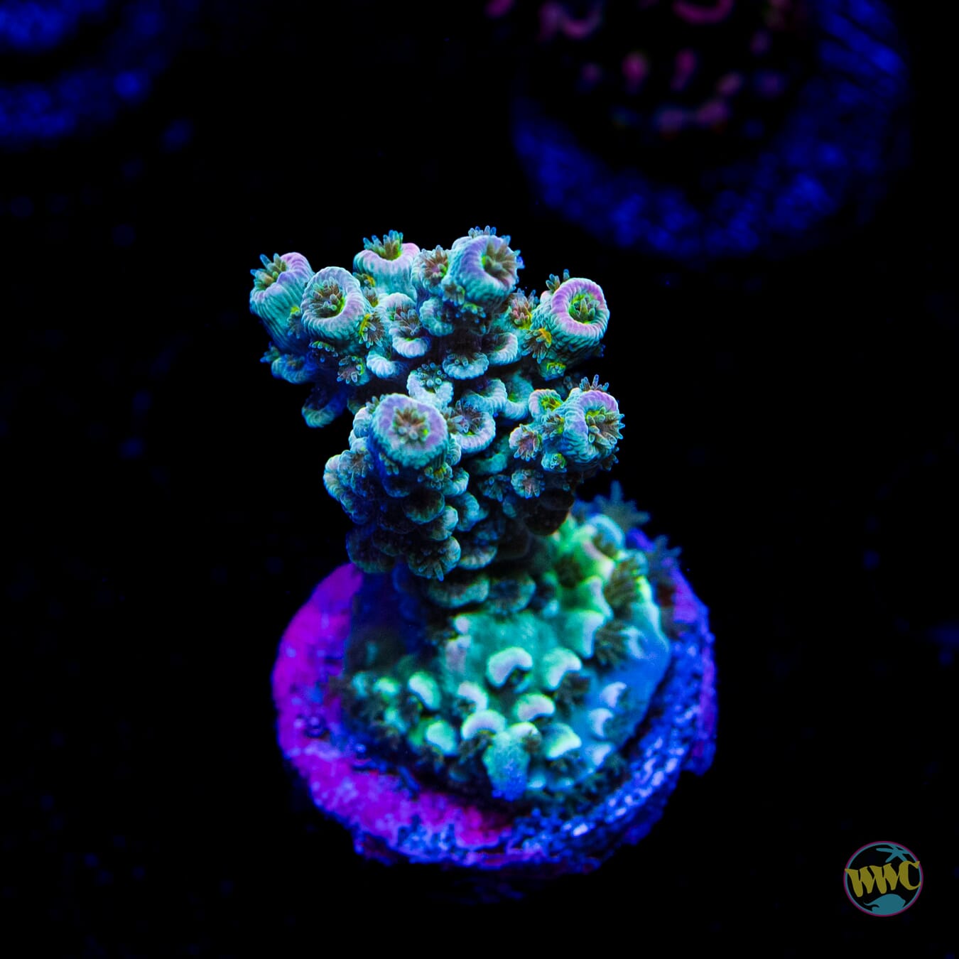 WWC Tiddly Winks Tenuis Acropora