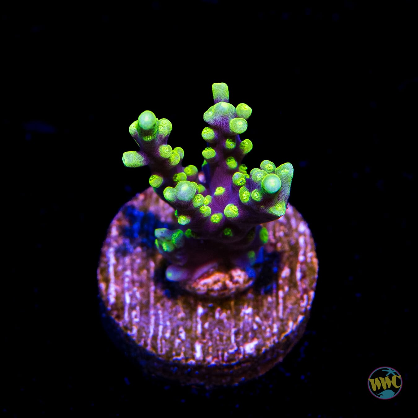 WWC Moonshine Acropora