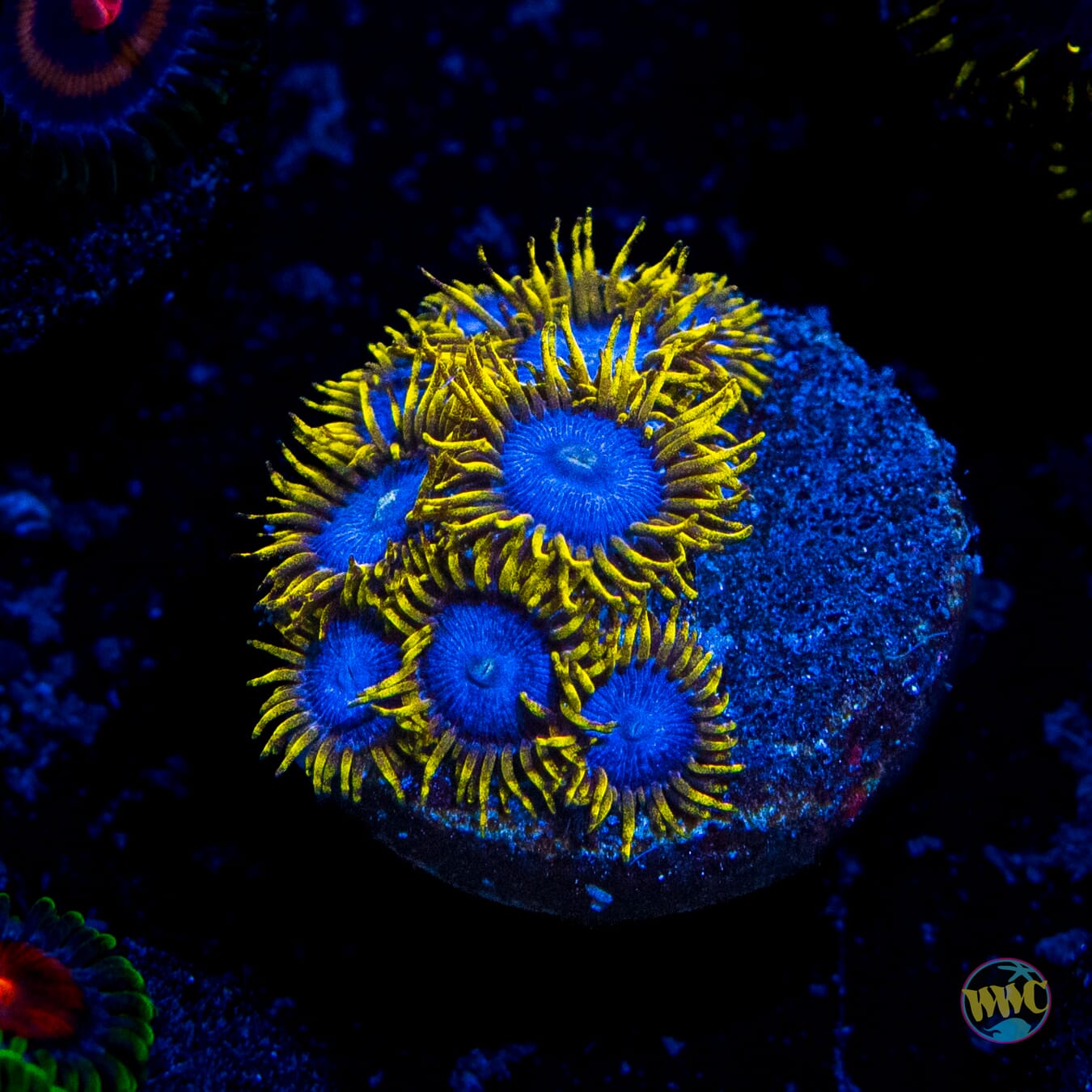 WWC Blue Angels Zoanthids