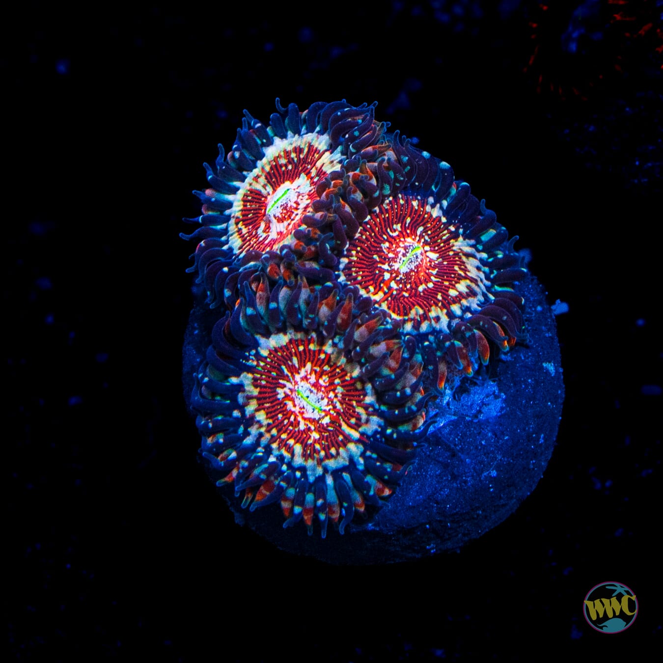 Salted Agave Zoanthids