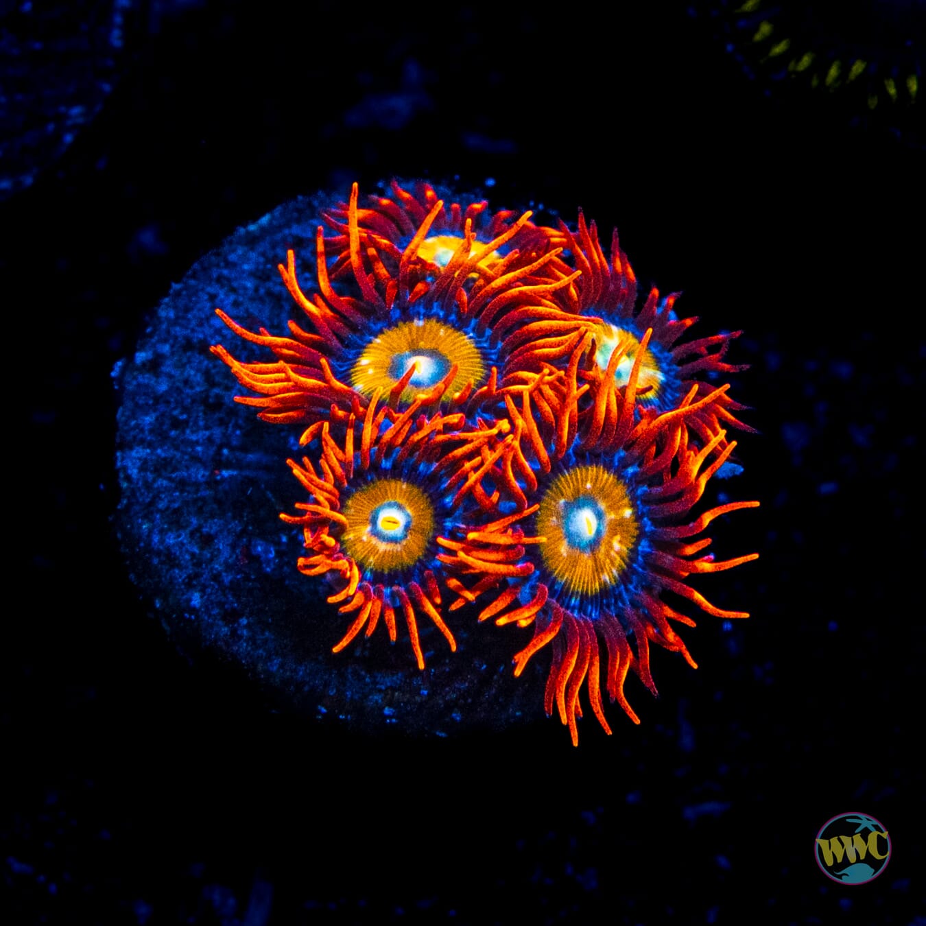 WWC Blondies Zoanthids