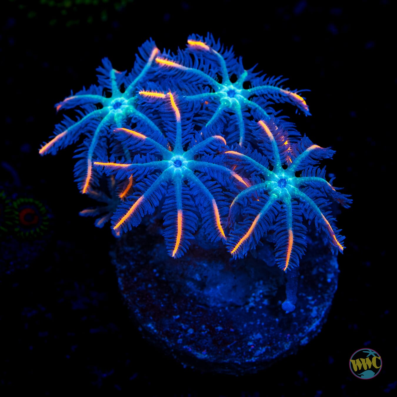 WWC Firework Clove Polyps