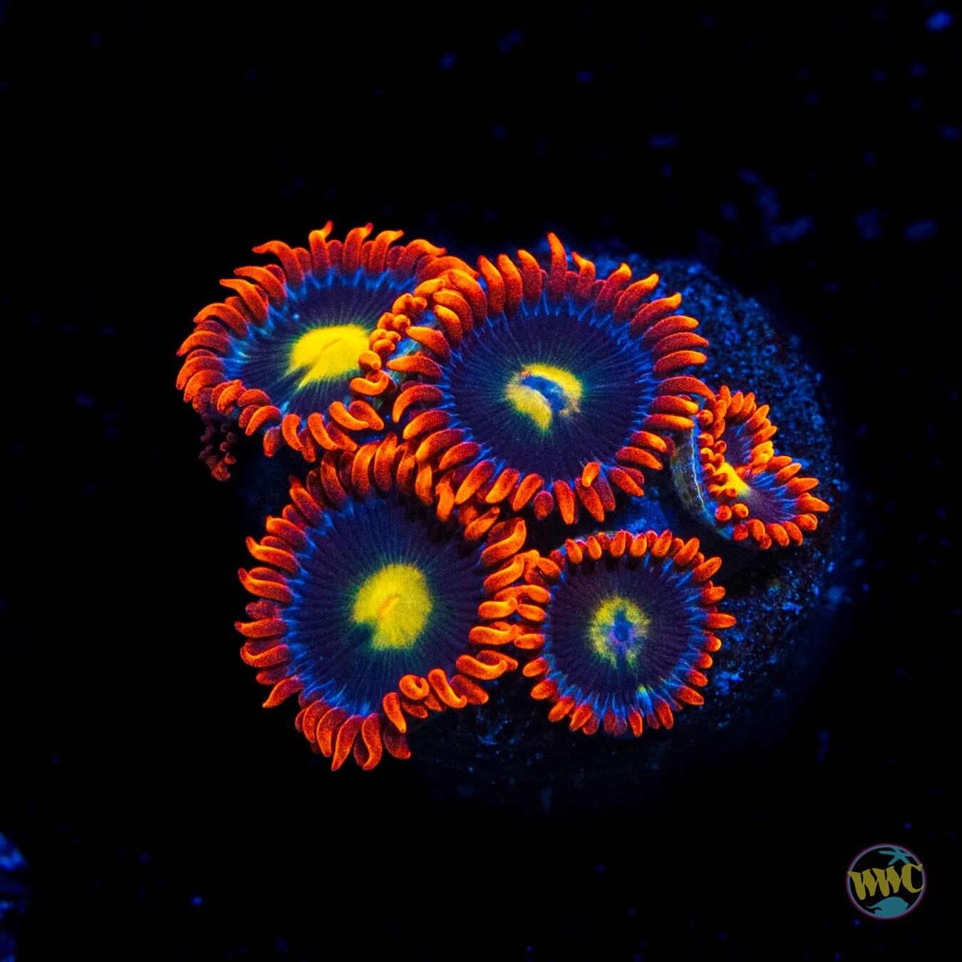 WWC Mandarin Monster Zoanthids