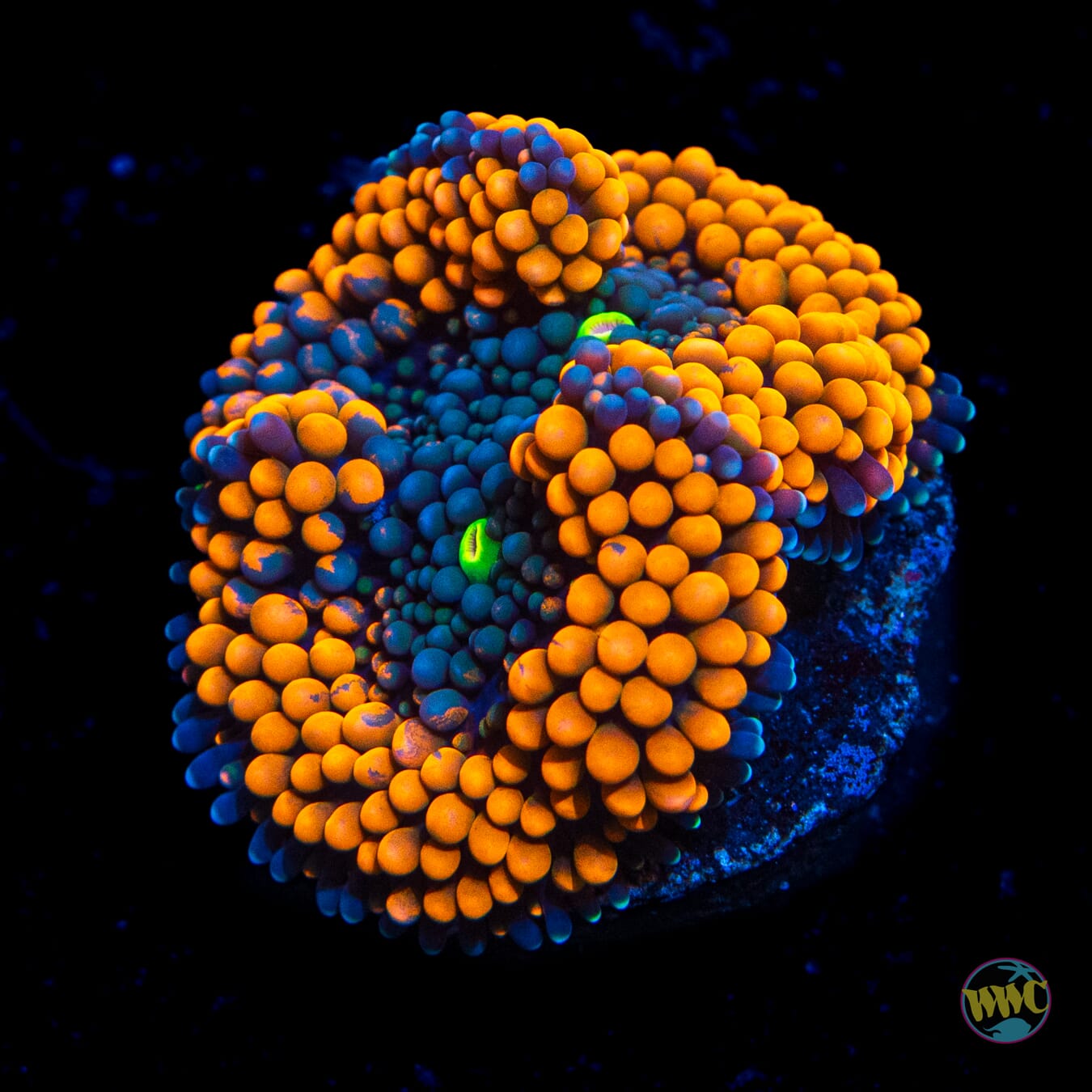 Citrus Cooler Ricordea Mushroom