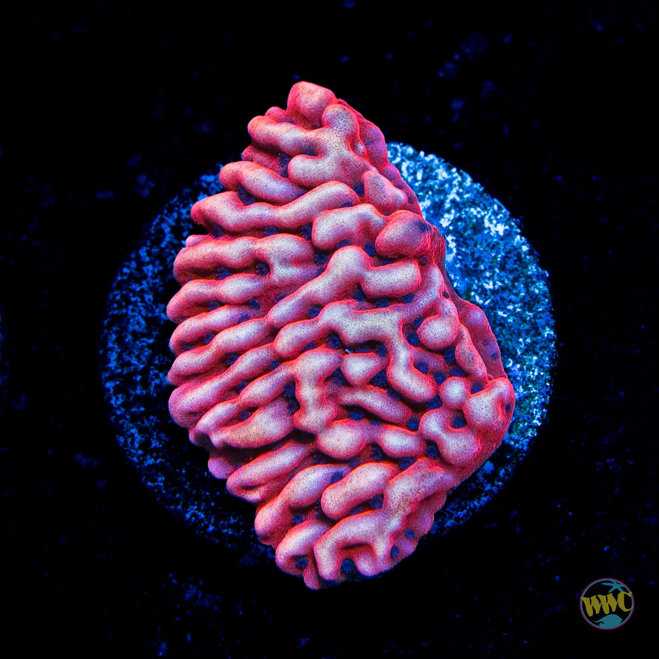 Jason Fox Slow Burn Montipora