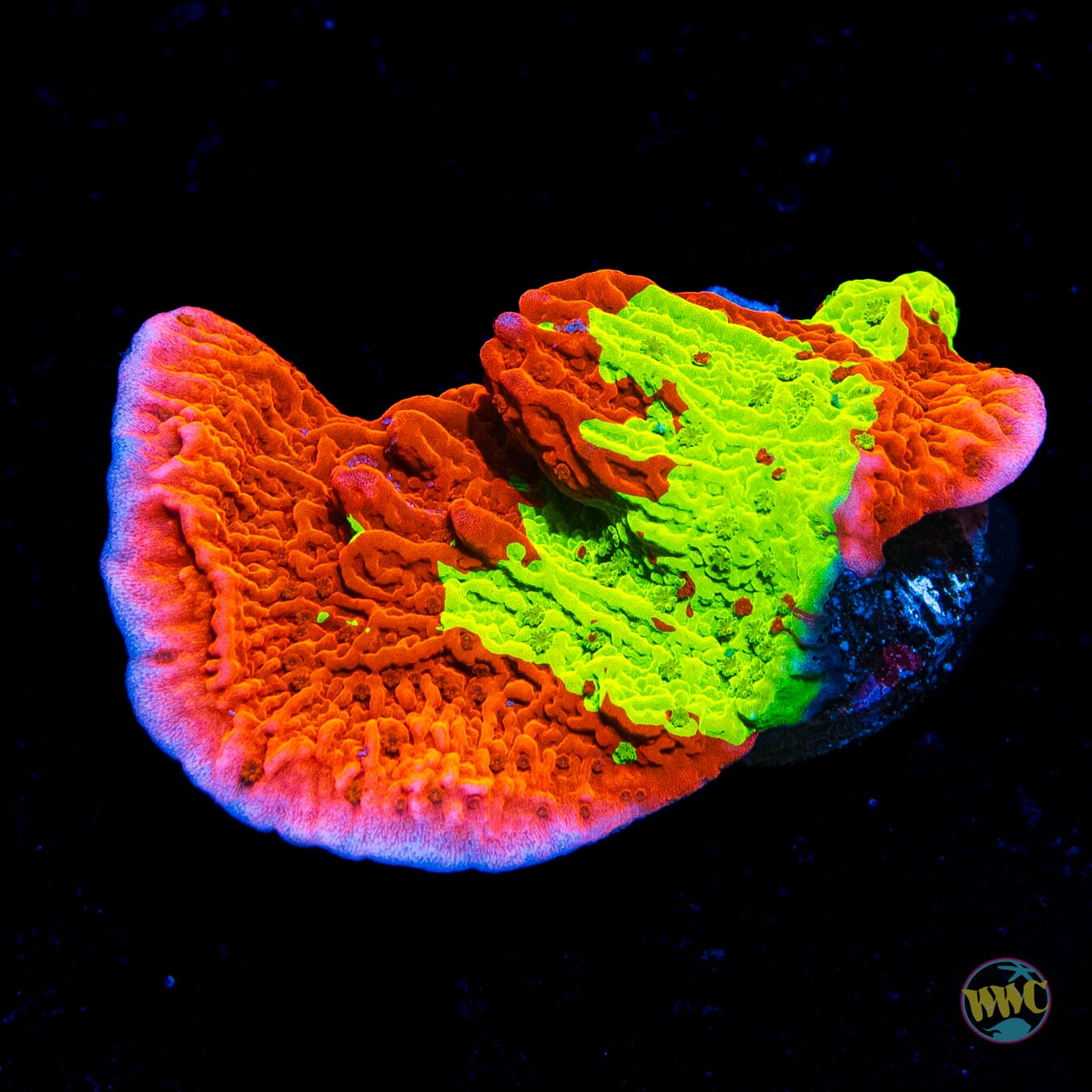 WWC Jaw Breaker Grafted Montipora