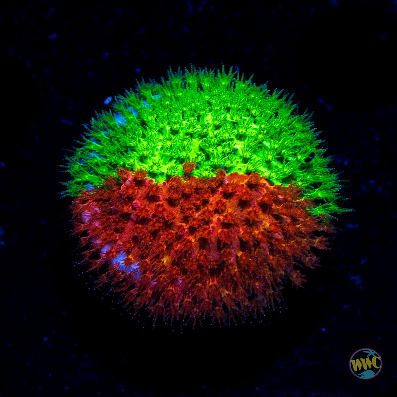 WWC Two Face Stylocoeniella