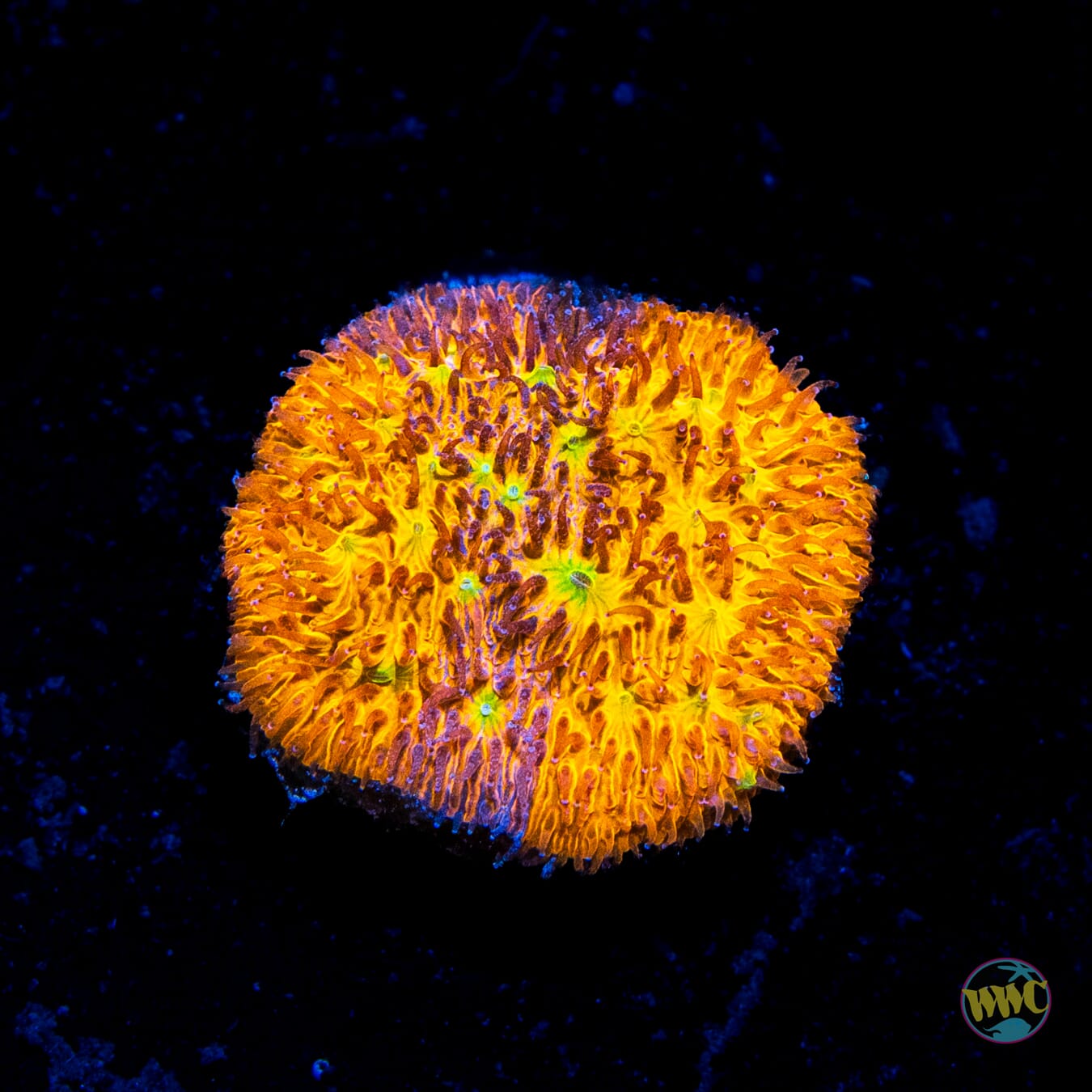 WWC Grafted C3PO Lithophyllon