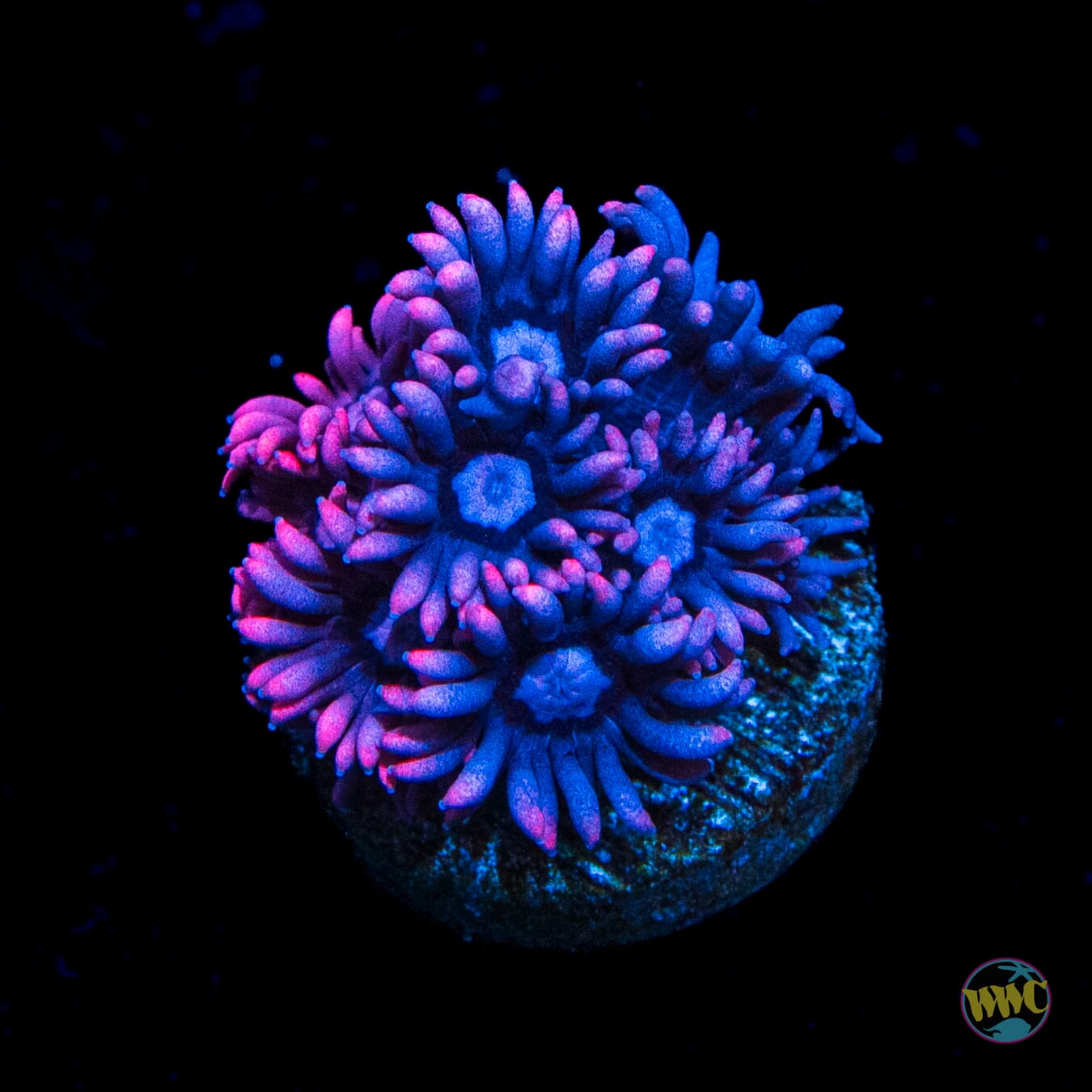 WWC Pink Lady Goniopora