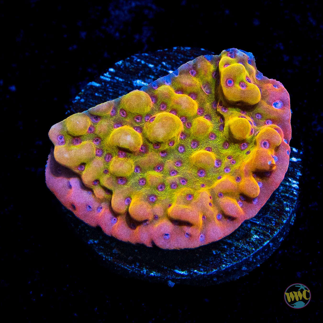 Jason Fox Altered Ego Montipora