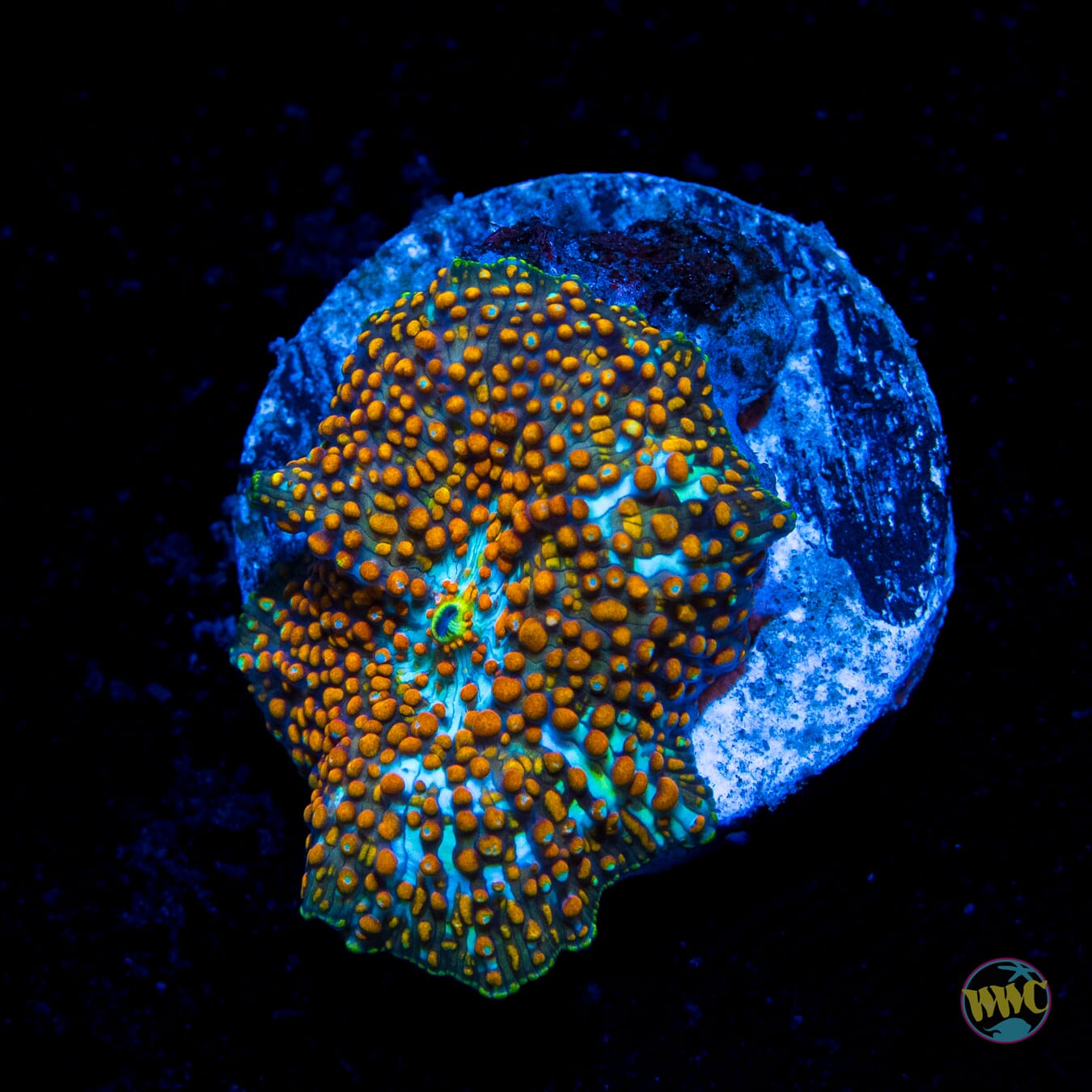 Fizzy Iguana Disco Mushroom