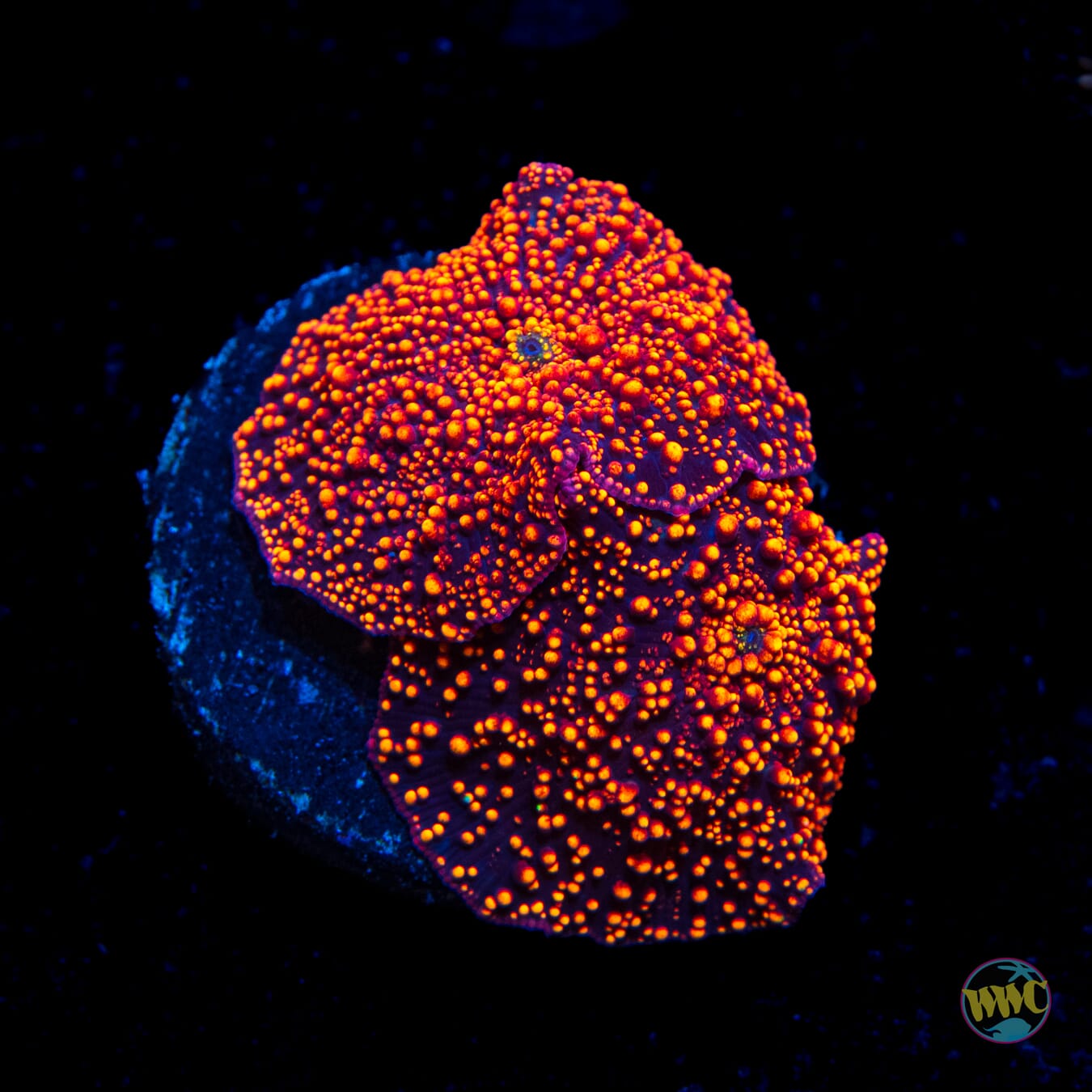 Intersteller Discosoma Mushroom