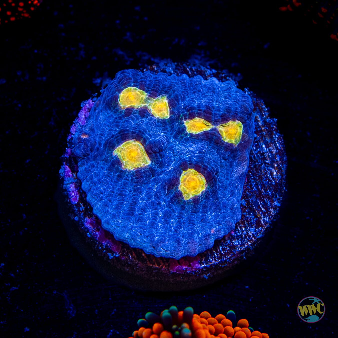 WWC Lucy In The Sky Chalice