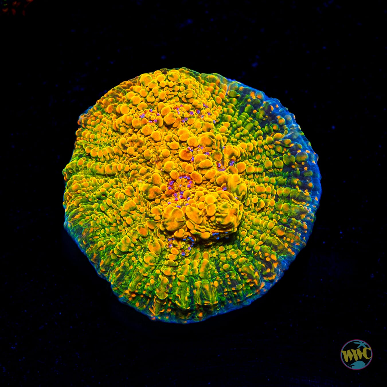 WWC Stellaria Chalice