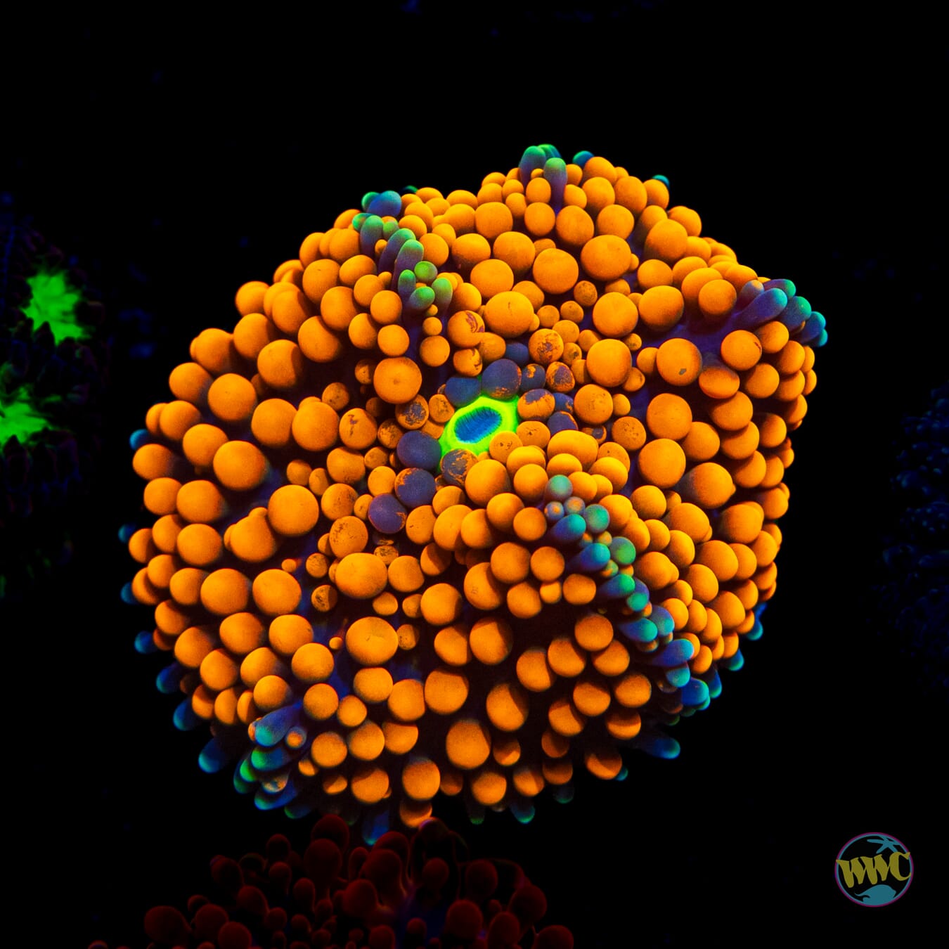 Sunny Day Ricordea Mushroom