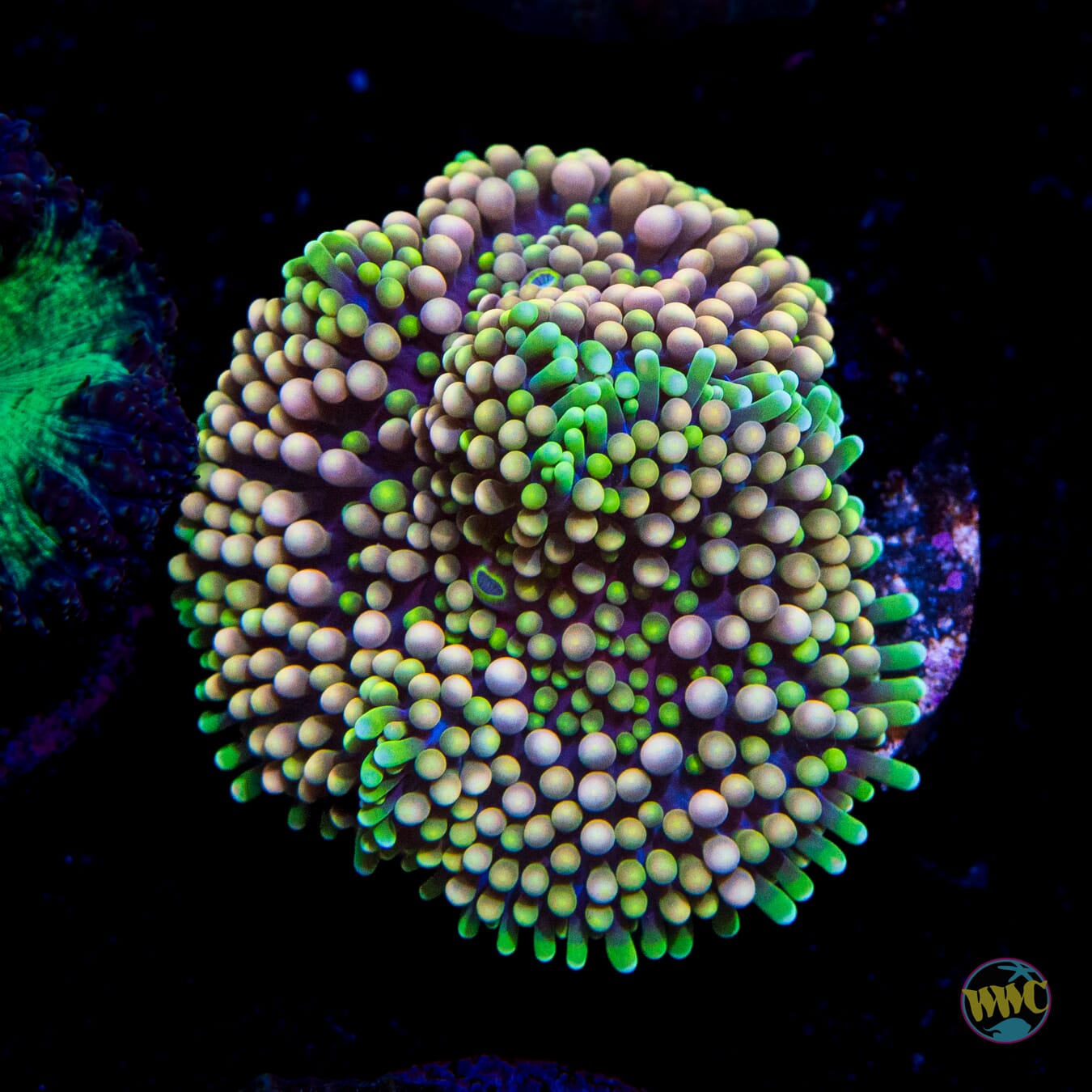 Peaches and Limes Ricordea Mushroom