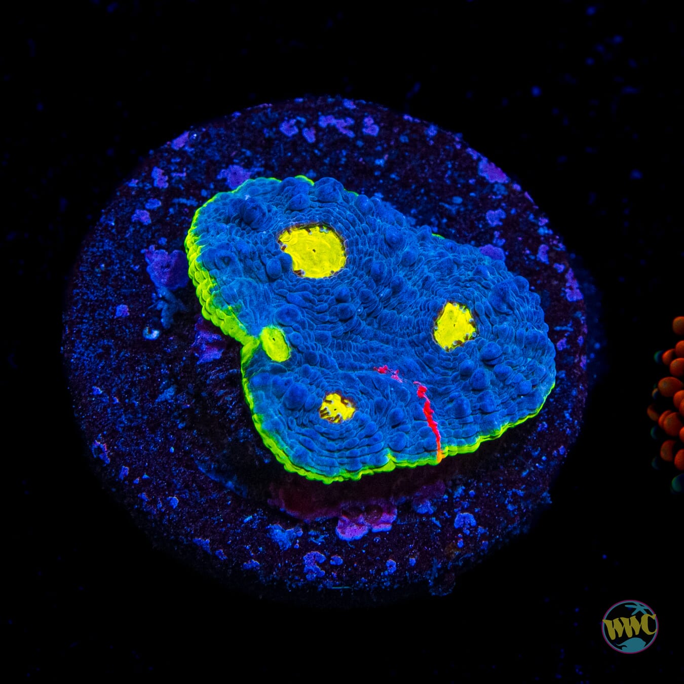 WWC Deja Blue Rainbow Chalice