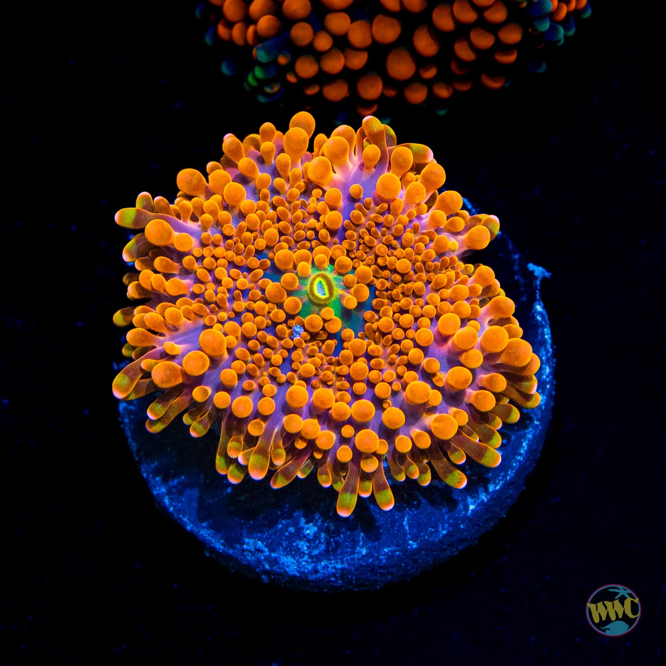 Headless Horseman Yuma Mushroom