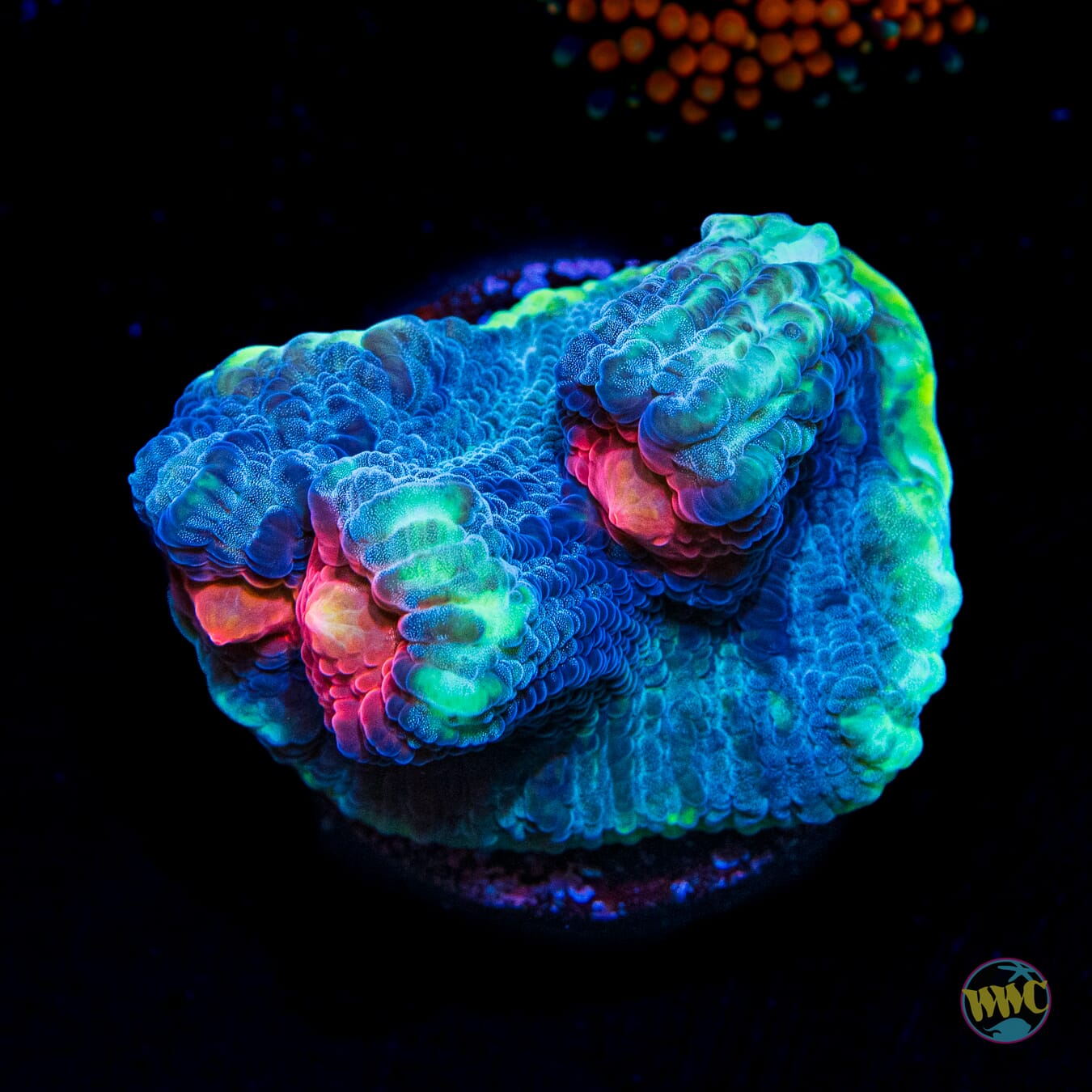 WWC Totally Blitzed Mycedium Chalice