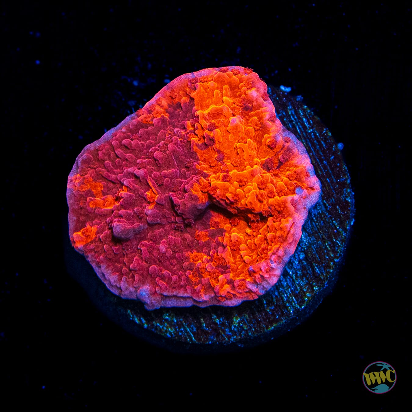 WWC Fire Walker Grafted Montipora