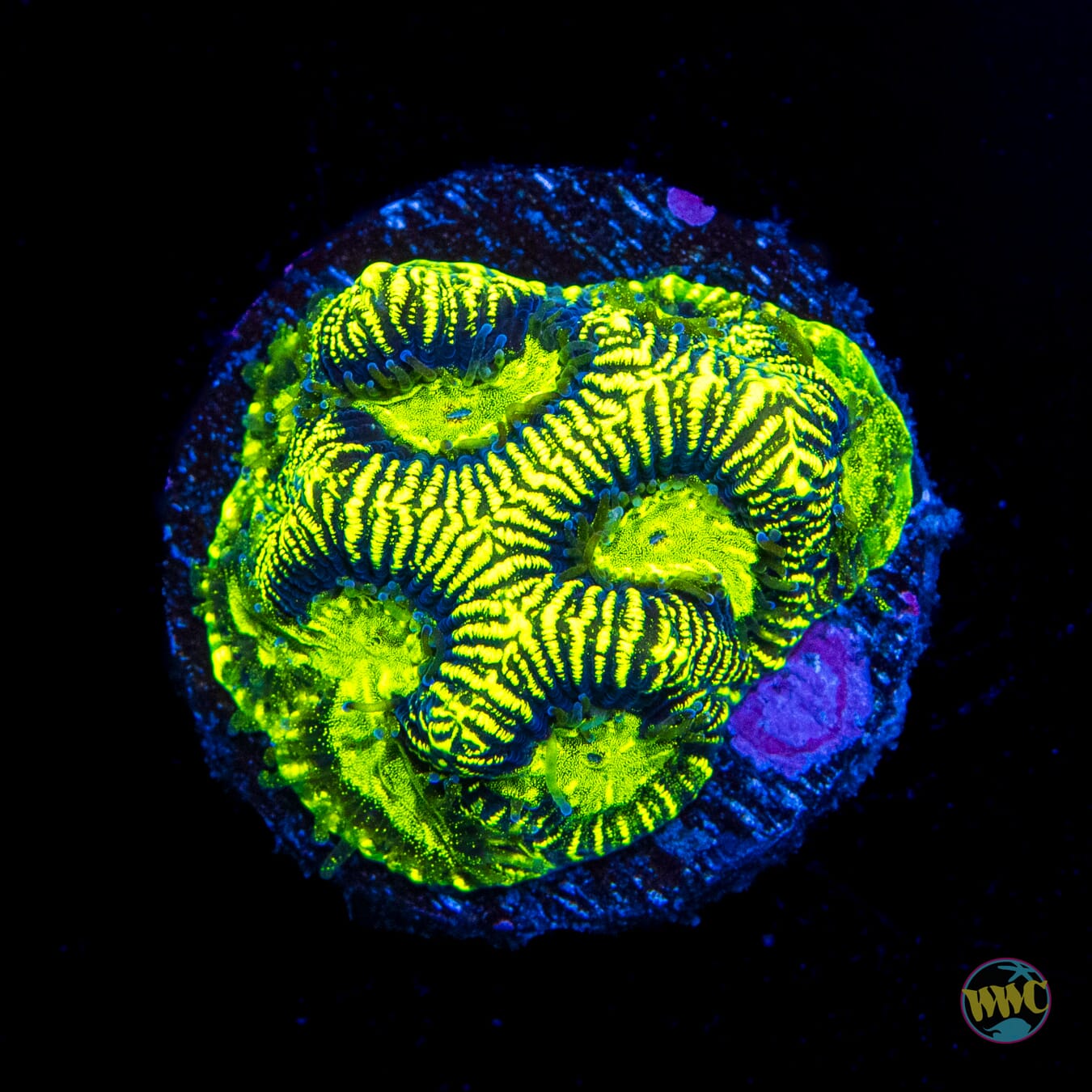 WWC Radioactive Platygyra