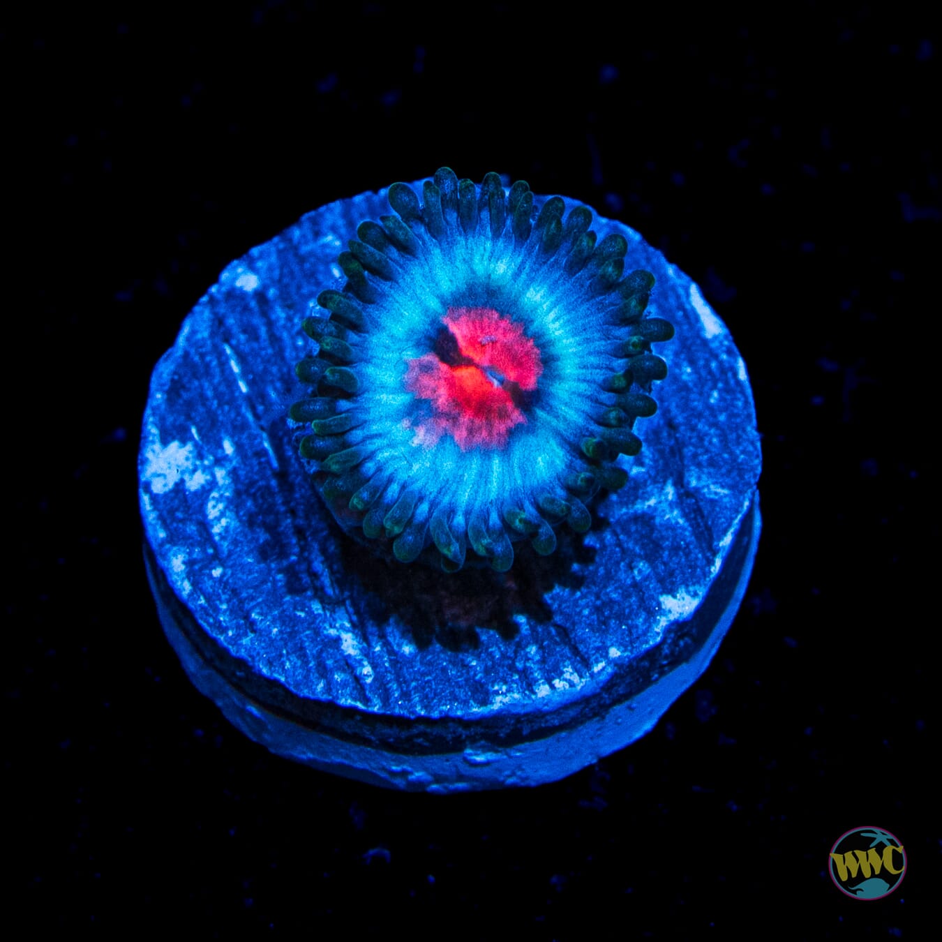 Miami Vice Zoanthid