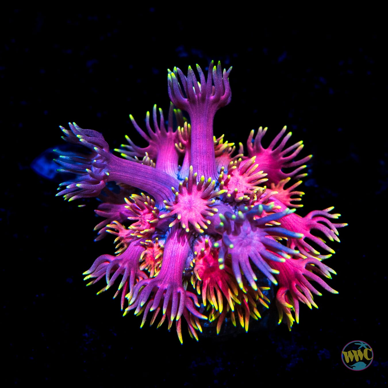 WWC Jewel Thief Goniopora