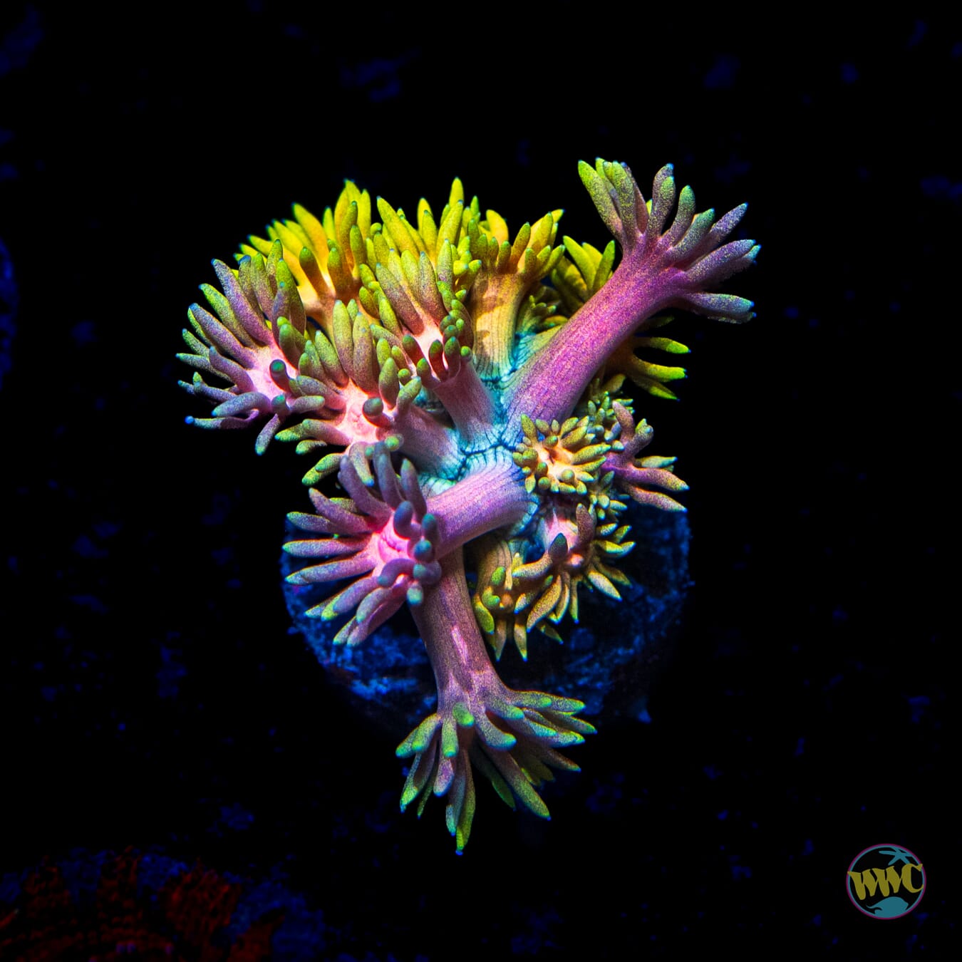 Electro Lemon Goniopora