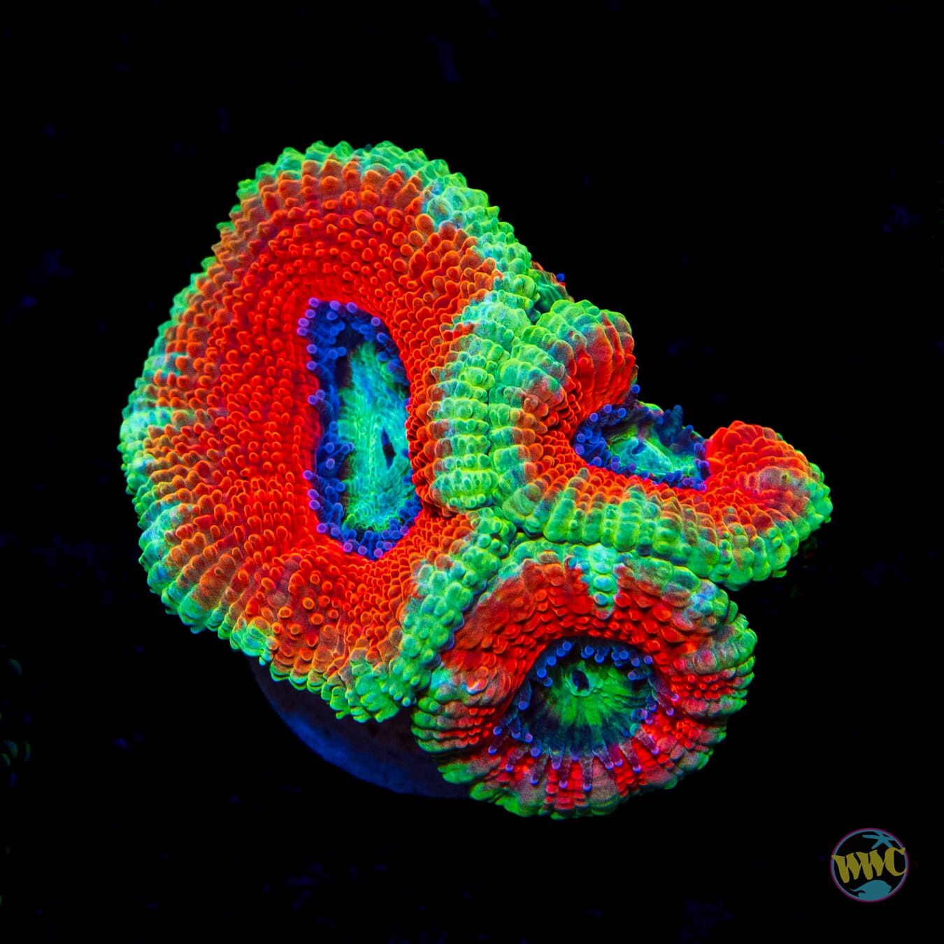 Teal Explosion Aussie Lord