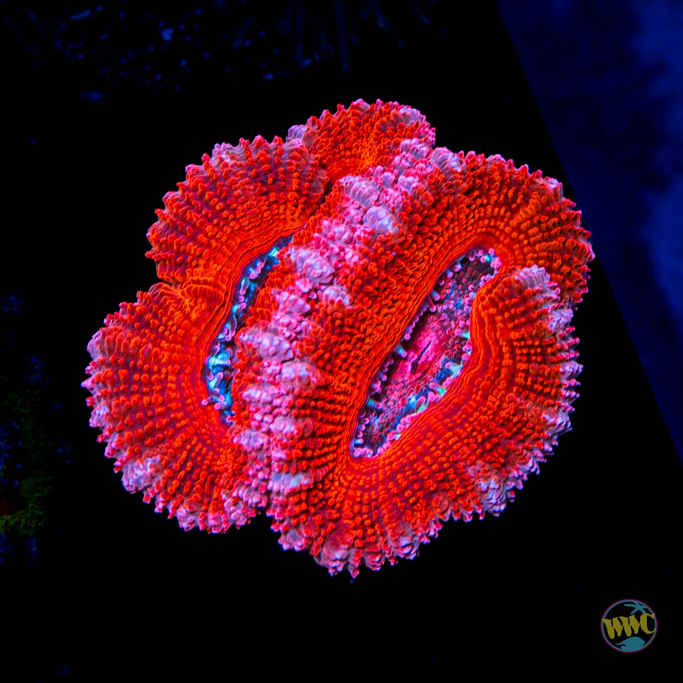 Strawberry Cheesecake Aussie Lord