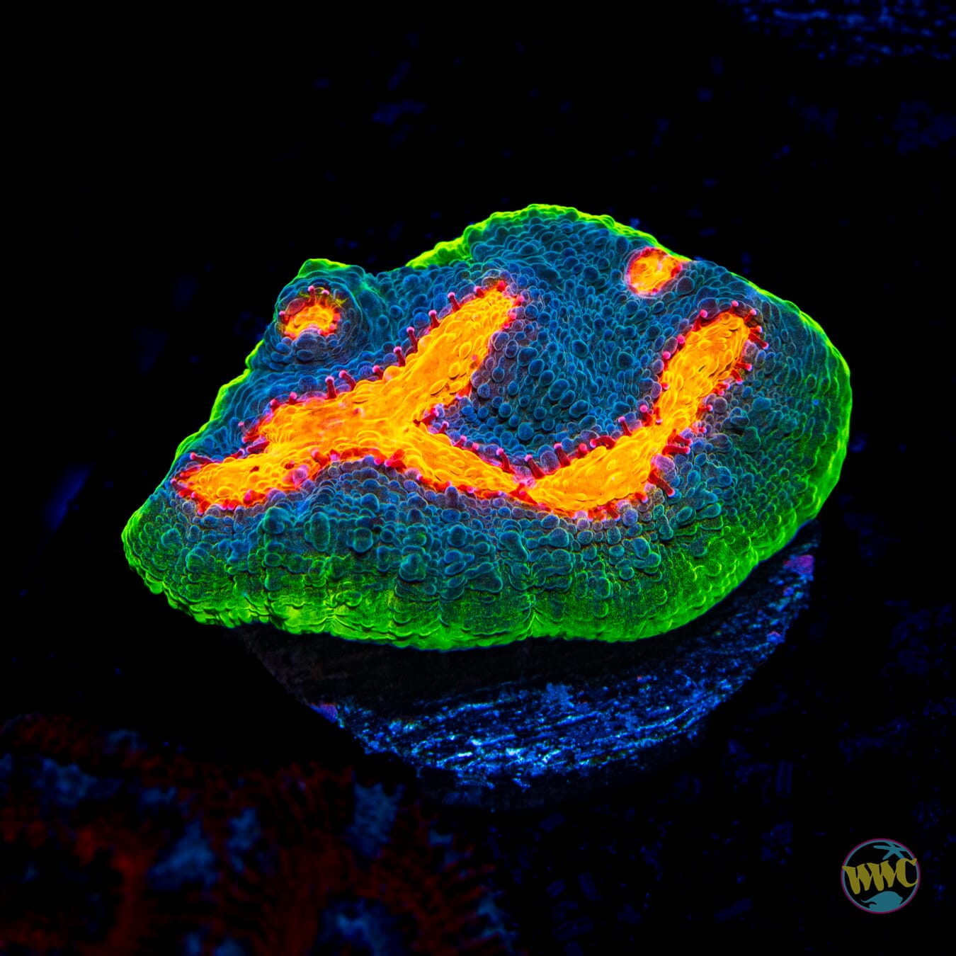 Jason Fox Crazy Fox Chalice