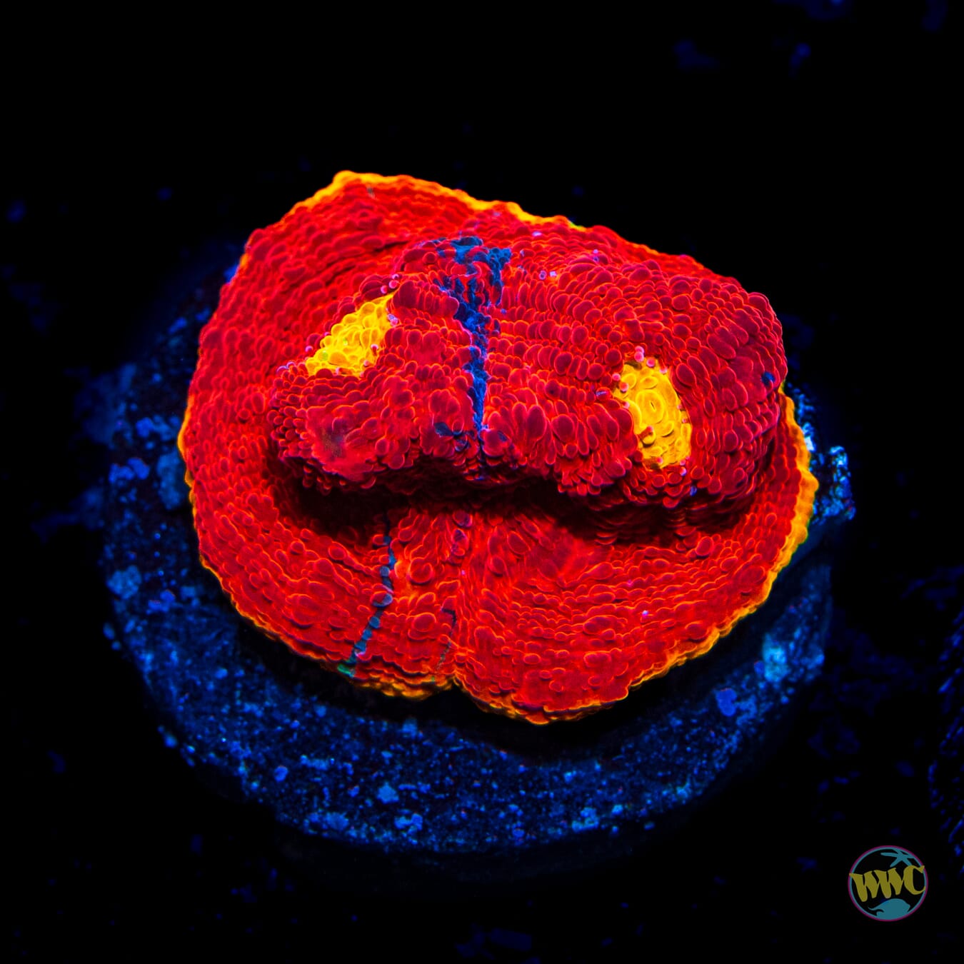 WWC Molotov Rainbow Chalice