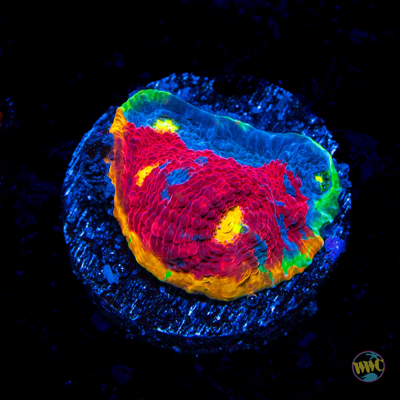 WWC Jellybean Rainbow Chalice