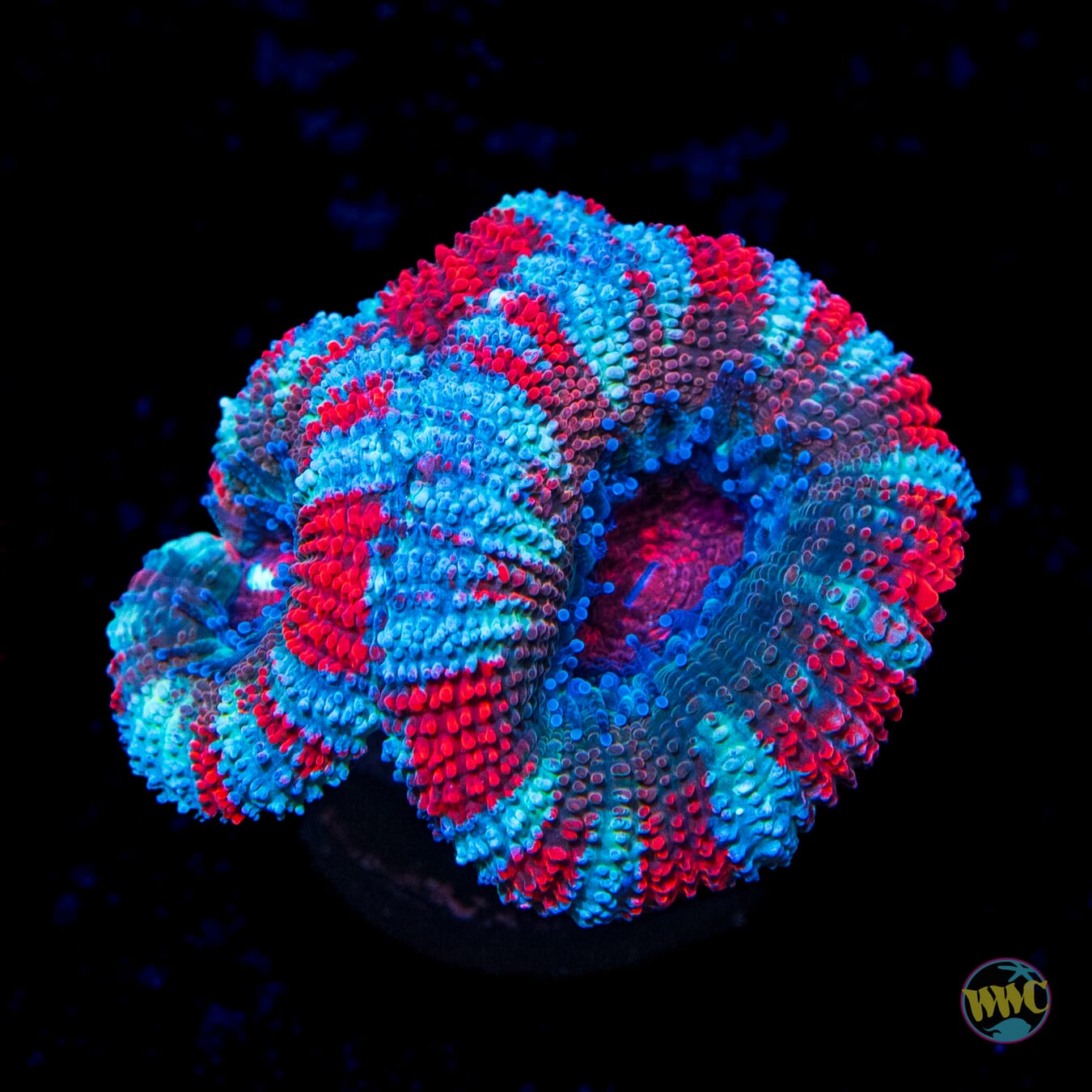 WWC Stars and Stripes Aussie Lord