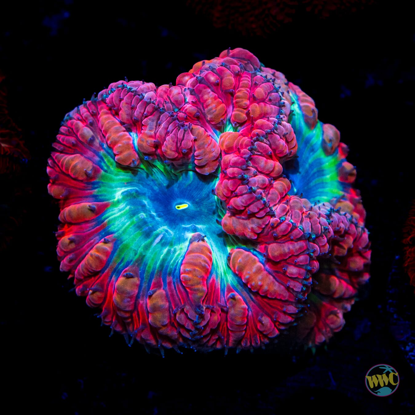 Chrome Dome Blastomussa