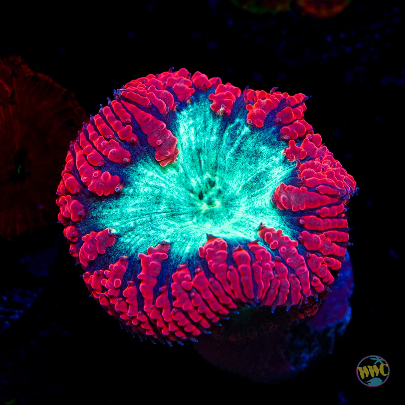 Boogie Nights Blastomussa