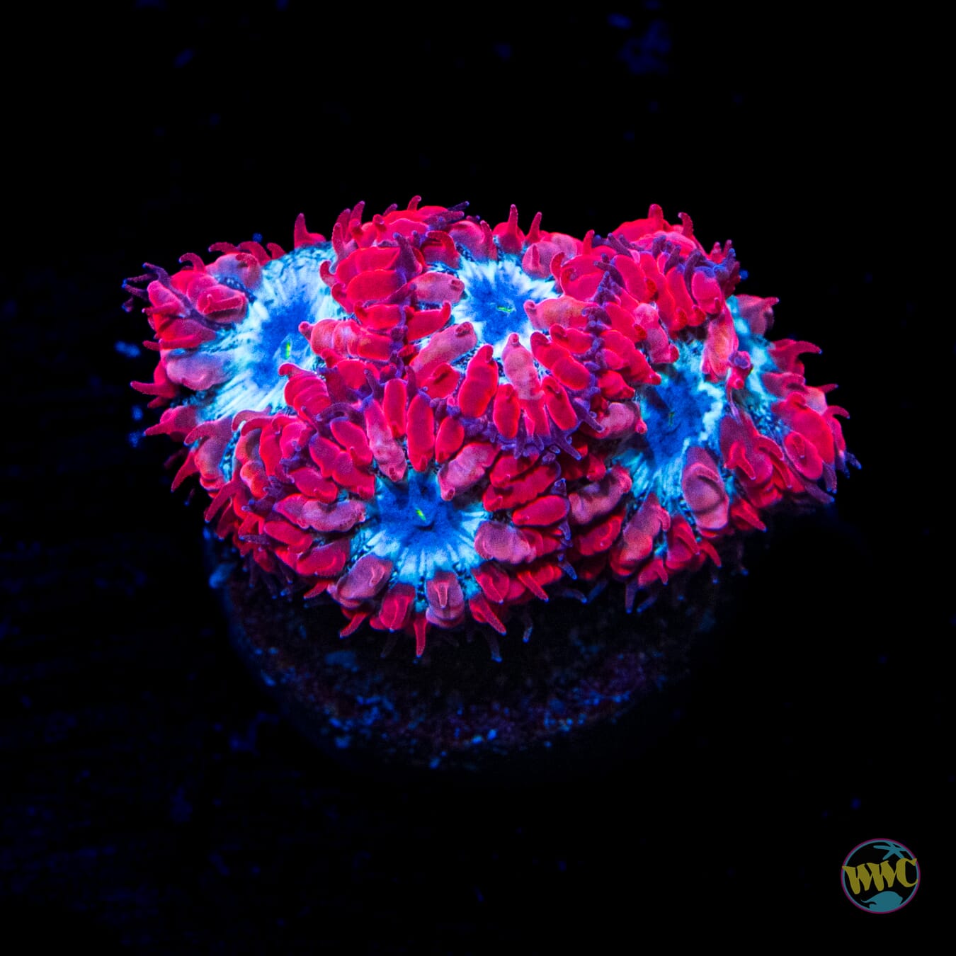 WWC Superman Merletti Blastomussa