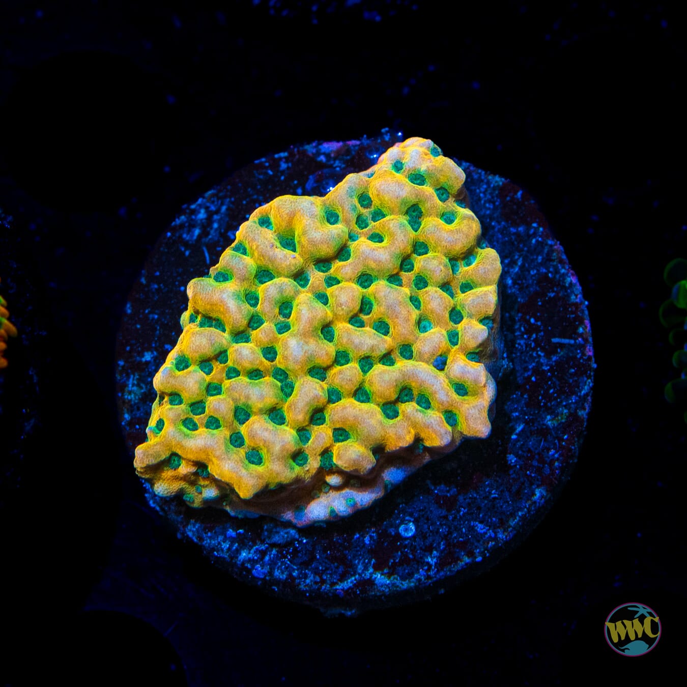 WWC Kung Pow Montipora