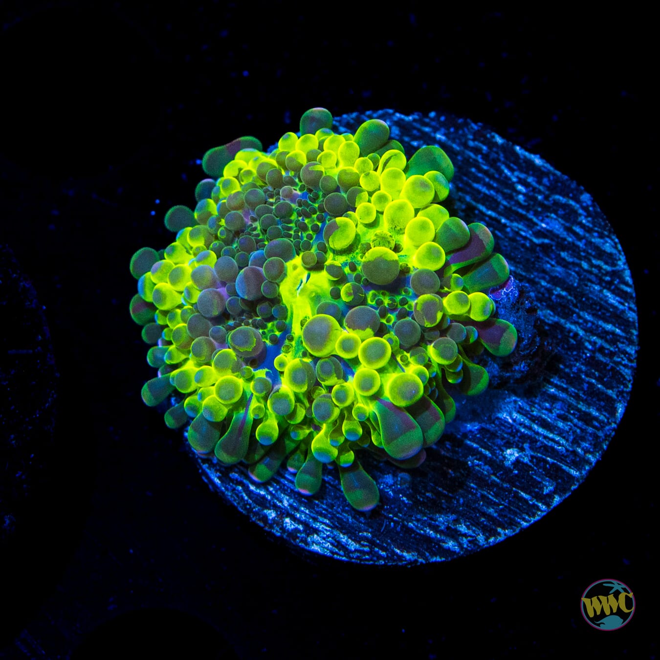 Effervescent Yuma Mushroom