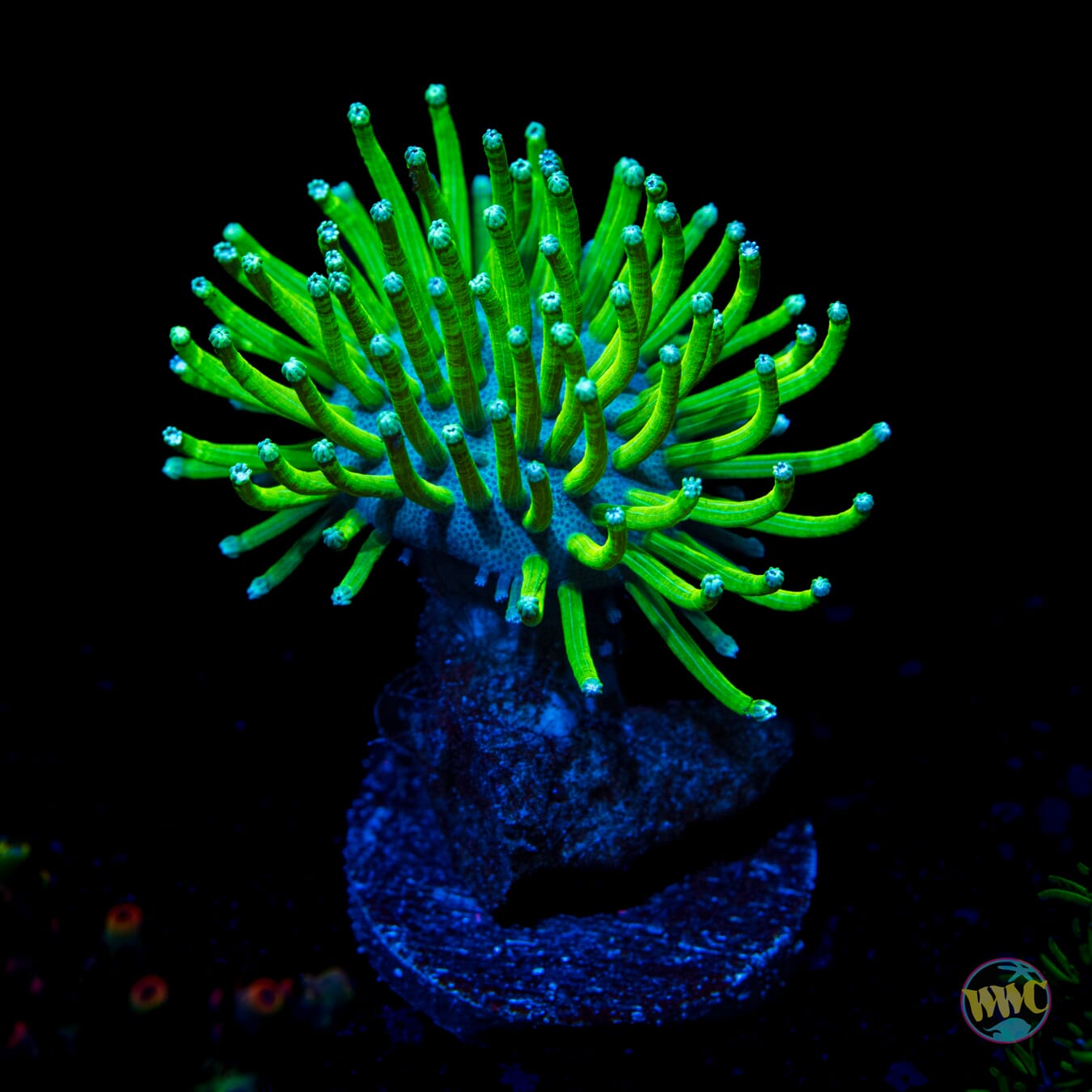 WWC Neon Long Polyp Toadstool