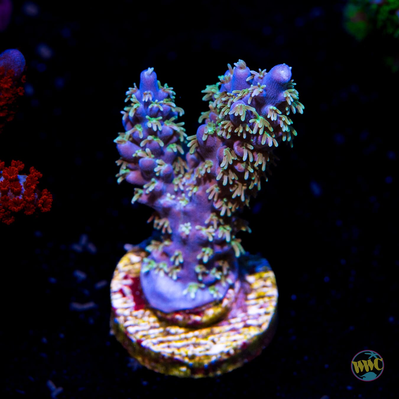 Zimmermans Blue Horrida Acropora