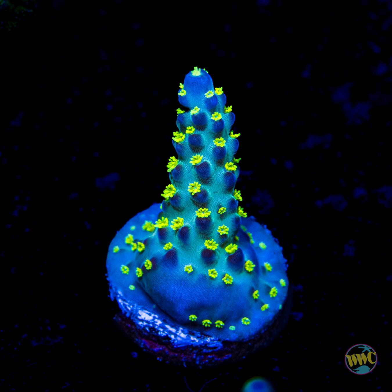 Jason Fox Fantasy Island Acropora