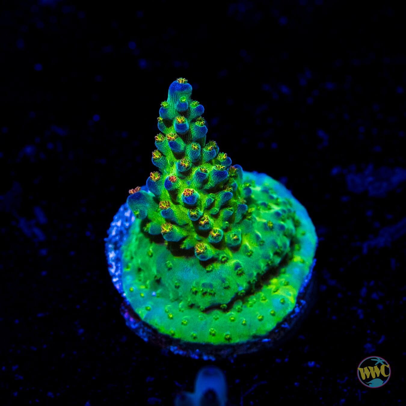 JKR Rainbow Acropora