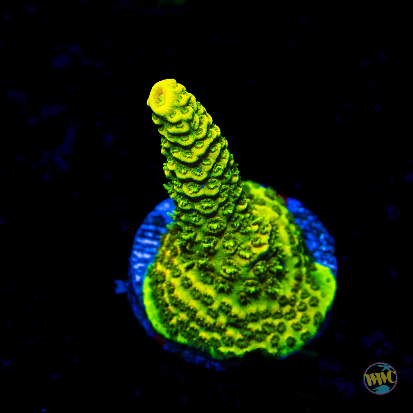 WWC Cactus Cooler Mille Acropora